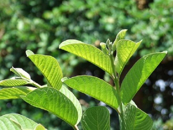 Cách chữa sâu răng tại nhà hiệu quả tiết kiệm chi phí