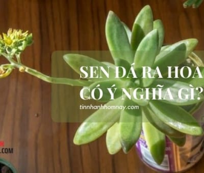 Cây sen đá nở hoa có ý nghĩa gì?