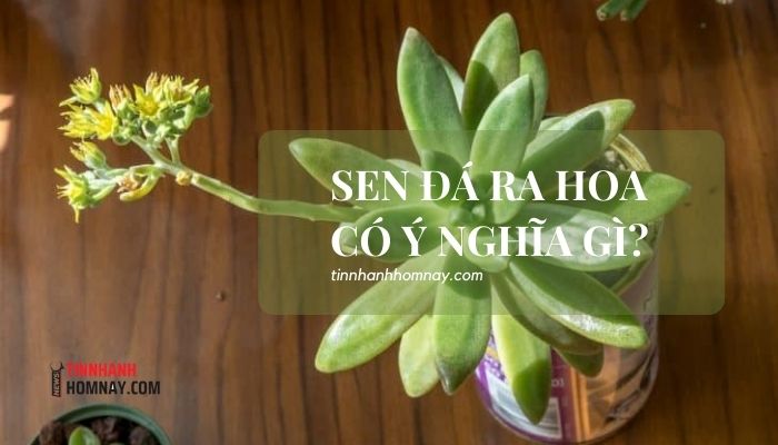 Cây sen đá nở hoa có ý nghĩa gì?