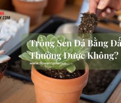 Trồng sen đá bằng đất thường được không?